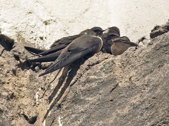 Mehrere Felsenschwalben sitzen dicht beieinander auf einem rauen, felsigen Vorsprung vor einer hellen Wand.