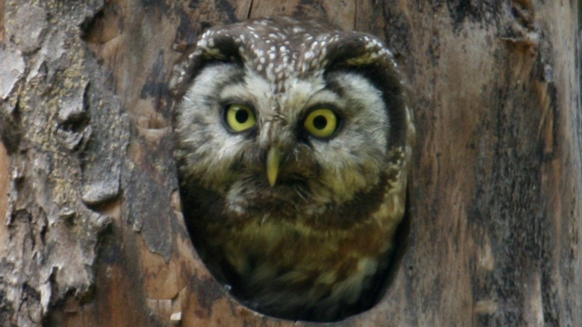 Rauhfußkauz
