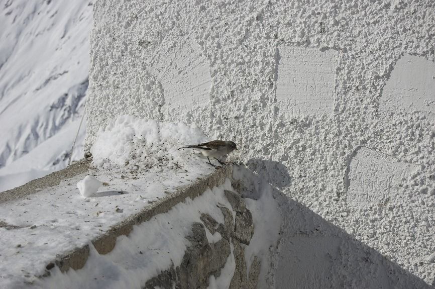 Ein Schneefink steht auf einem schneebedeckten Betonvorsprung neben einer strukturierten weißen Wand in einer verschneiten Umgebung.