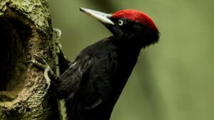 Schwarzspecht