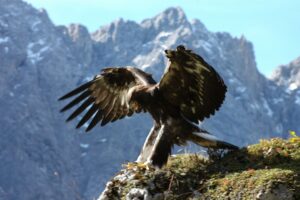 Steinadler
