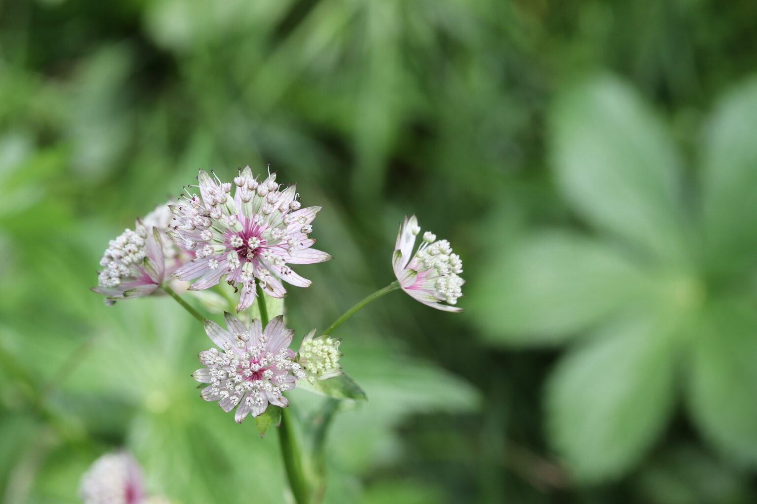 Nahaufnahme von hellvioletten und weißen Wildblumen mit kleinen, gebündelten Blütenblättern vor üppig grünem Laub, das die natürliche Schönheit der vom Klimawandel betroffenen Moorlandschaften unterstreicht.
