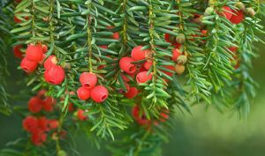 Eibe, Taxus baccata