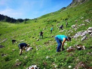 Auf dem grasbewachsenen, felsigen Hang der Falkenmoosalm sind bei strahlend blauem Himmel mehrere Menschen mit Almpflege beschäftigt, bücken sich und pflücken Pflanzen.