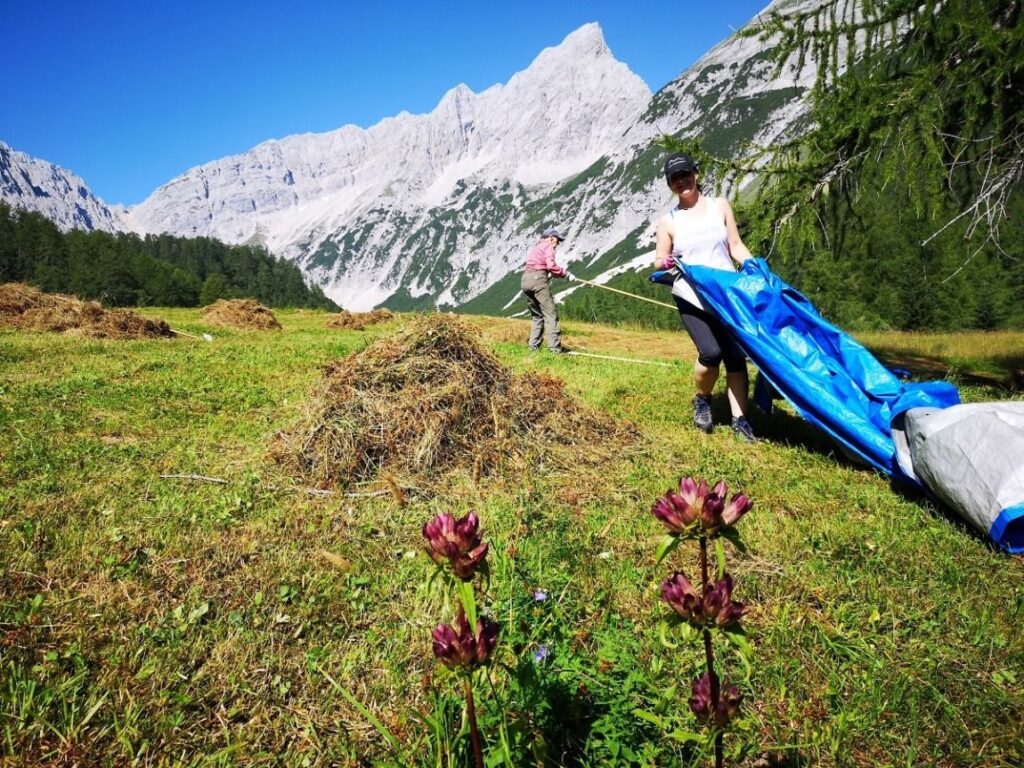 Zwei Personen sammeln Heu auf der Bergwiese von Issanger, mit Heuhaufen, Wildblumen im Vordergrund und felsigen Gipfeln, die sich unter einem klaren blauen Himmel erheben.