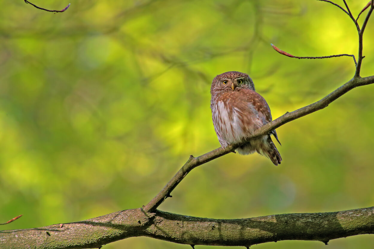 Eine kleine braune Eule sitzt auf einem schlanken Ast vor einem verschwommenen grünen Hintergrund, ein bezaubernder Anblick, der oft während der Vogelkartierung Karwendel aufgenommen wird.