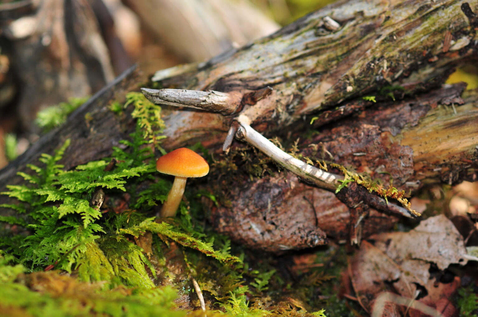 Ein kleiner orangefarbener Pilz wächst inmitten von grünem Moos und morschem Holz in einer Waldlandschaft und gedeiht in der Feuchtigkeit, die der Wassertag hinterlassen hat - ein wahres Symbol für das Leben am Naturparktag.