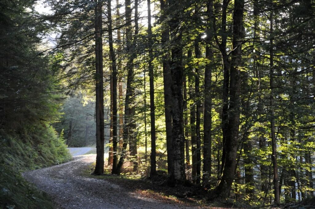 Eine Straße schlängelt sich durch den ruhigen Wald am Kaiserstand, umgeben von hoch aufragenden Bäumen und der friedlichen Stille der Natur.