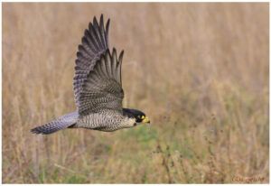 Ein Wanderfalke fliegt im Tiefflug mit ausgebreiteten Flügeln über eine Wiese.