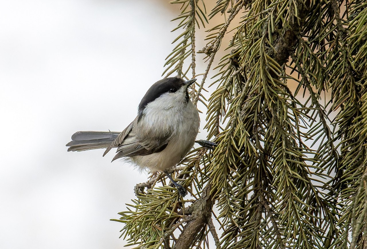 Verbreitungskarte Weidenmeise