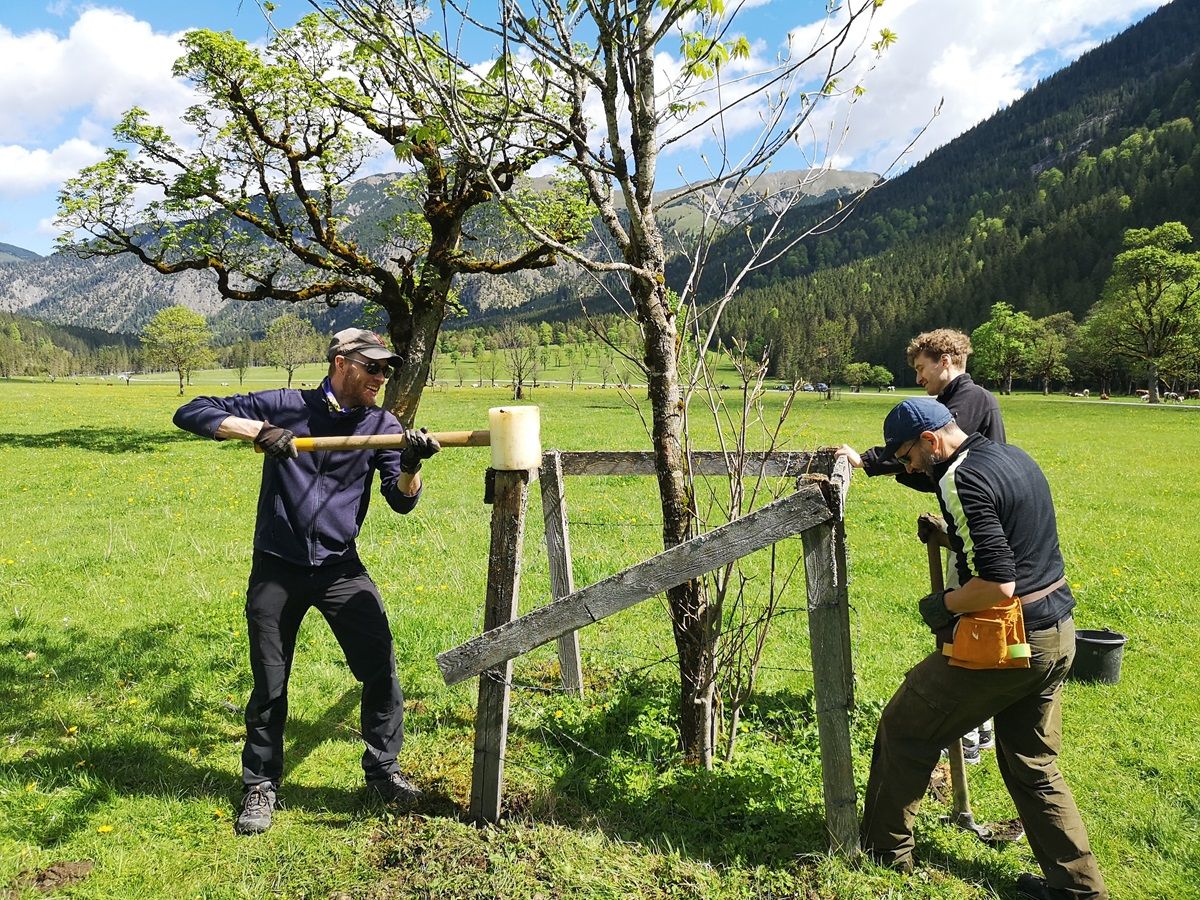 Drei Personen arbeiten gemeinsam im Freien mit Werkzeugen, um eine hölzerne Stützkonstruktion um einen jungen Baum in der grasbewachsenen, bergigen Landschaft des Ahornbodens zu reparieren oder zu bauen, die an traditionelle Zaunreparaturen erinnert.