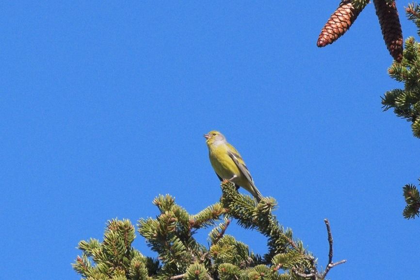 Ein kleiner Zitronenzeisig hockt auf dem obersten Ast eines Nadelbaums mit Tannenzapfen, der sich gegen einen klaren blauen Himmel abhebt.