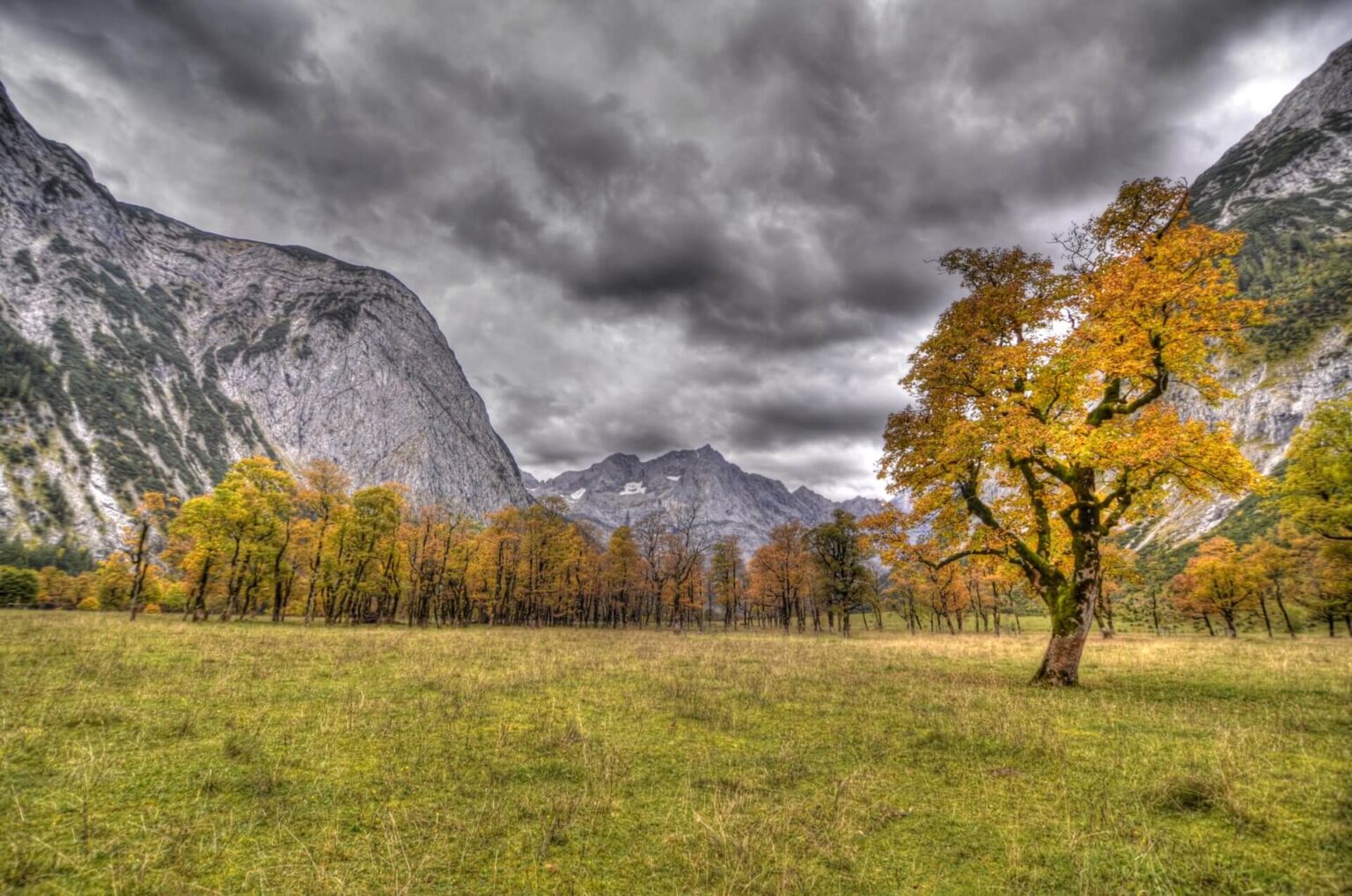 ahornboden mit kuehen