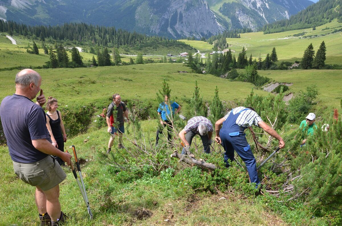 almpflege ladiz alm 2017 8
