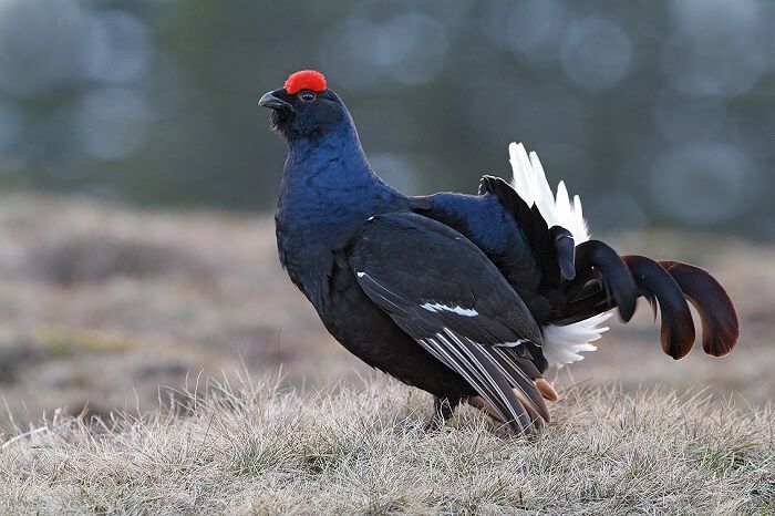 birkhuhn maennlich bei der balz (Foto: Reinhard Hölzl)
