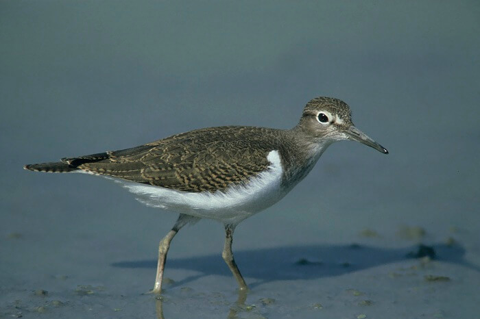 flussuferlaeufer 3