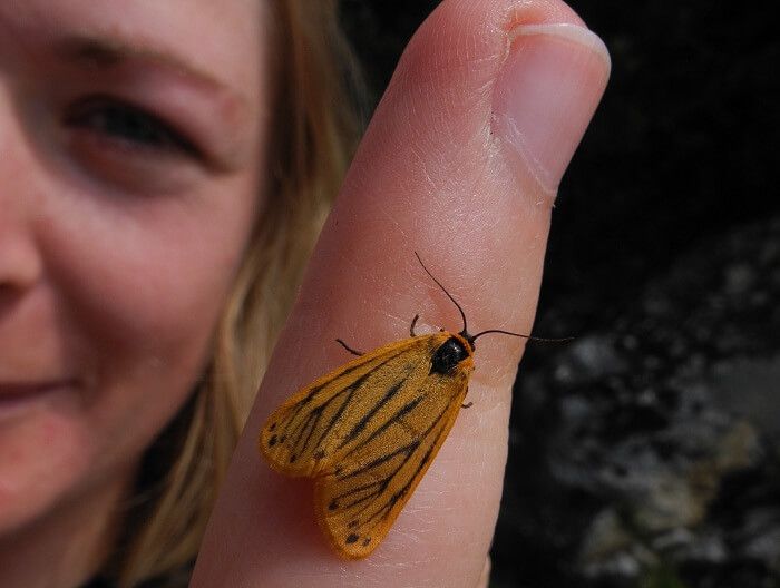 gelber alpen flechtenbaer
