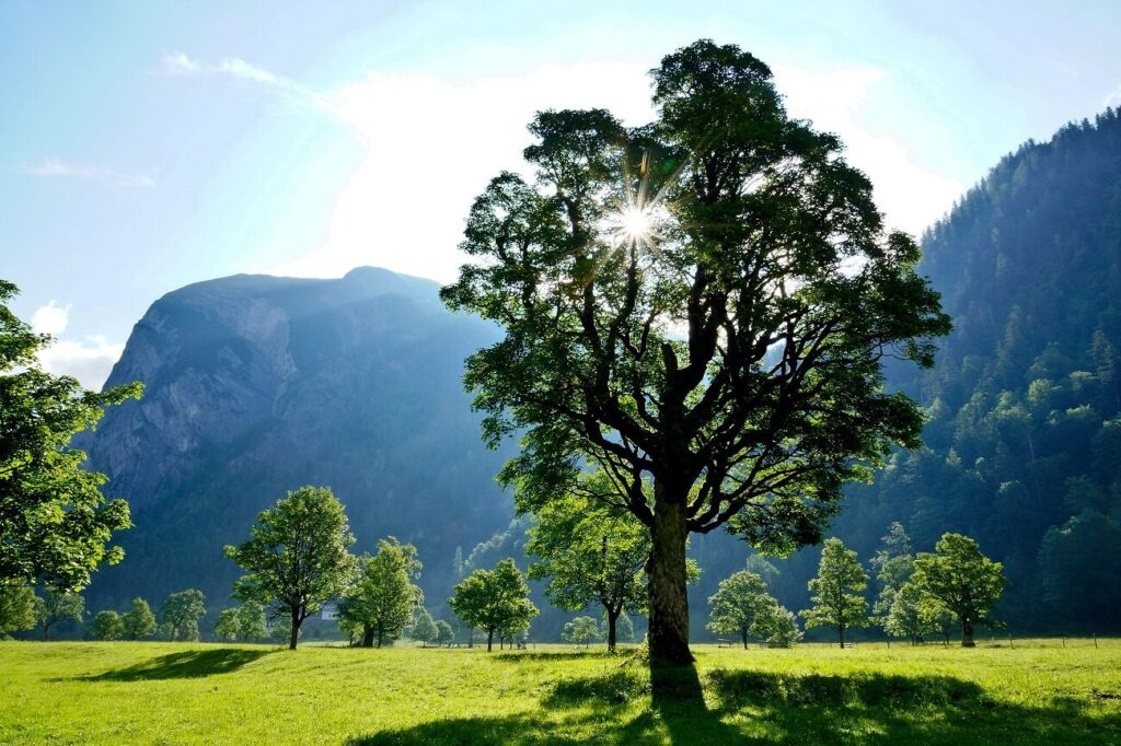 Großer Ahornboden