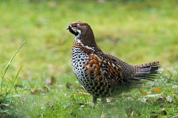 haselhuhn mannlich