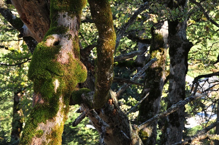 naturfuehrung kranebitten 7