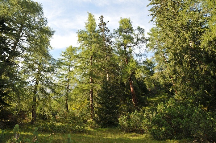 naturwaldreservat halltal