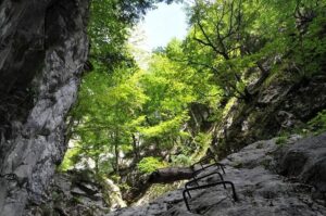 naturwaldreservat kranebitter klamm
