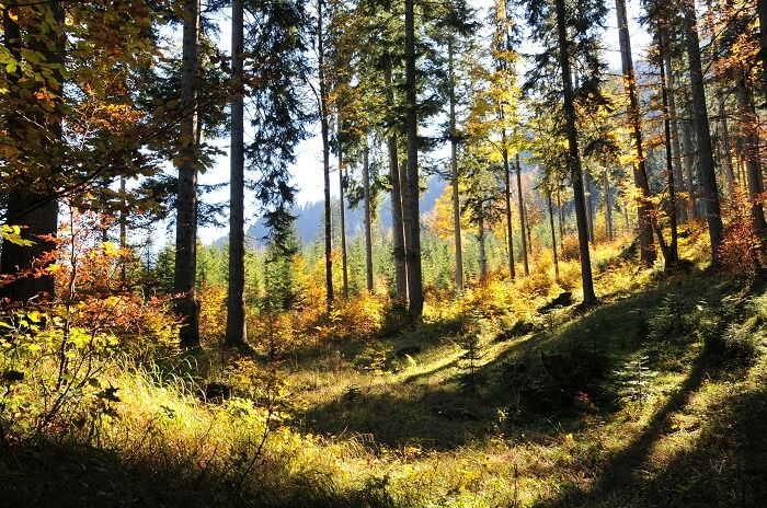 naturwaldreservat taschbachtal