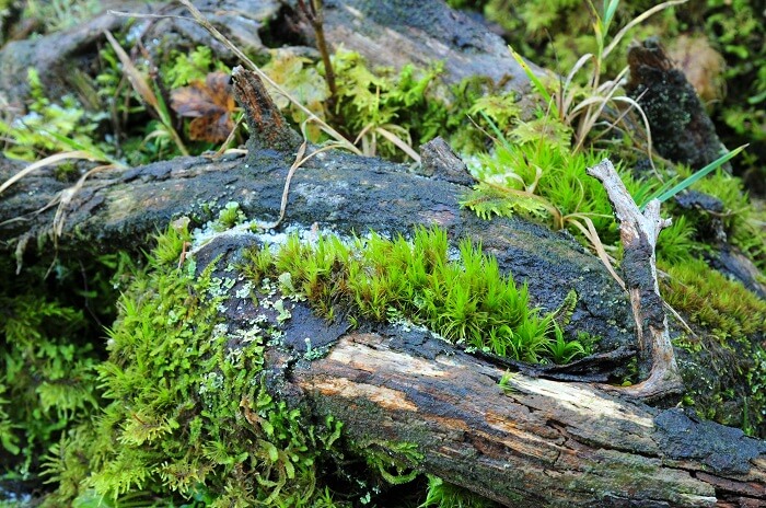 naturwaldreservat tortalalm 3