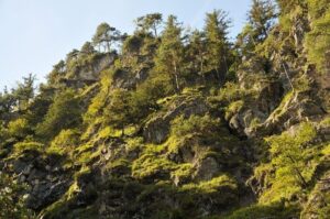 naturwaldreservat umlberg 2
