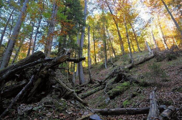 Waldszene mit hohen Bäumen, verstreuten umgestürzten Baumstämmen und Sonnenlicht, das durch das Herbstlaub fällt.