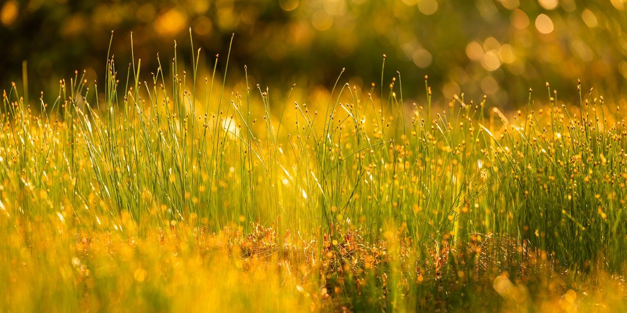 Hohes grünes Gras mit kleinen Samenköpfen wird im hellen, goldenen Sonnenlicht in einem friedlichen Moor gezeigt. Der Hintergrund ist unscharf, wodurch eine weiche, warme und natürliche Atmosphäre entsteht, die an einen ruhigen Morgen im Naturpark erinnert.
