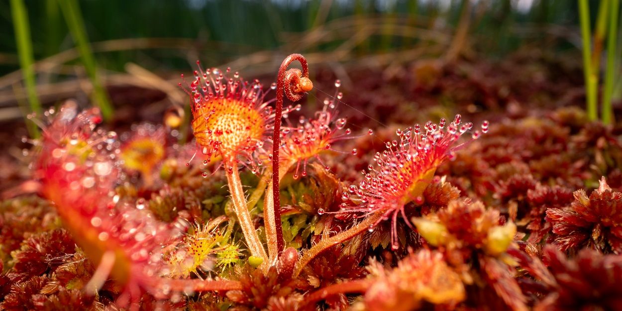 Nahaufnahme von roten Sonnentau-Pflanzen mit klebrigen, tauüberzogenen Tentakeln in der moosigen Landschaft der Karwendelmoore.