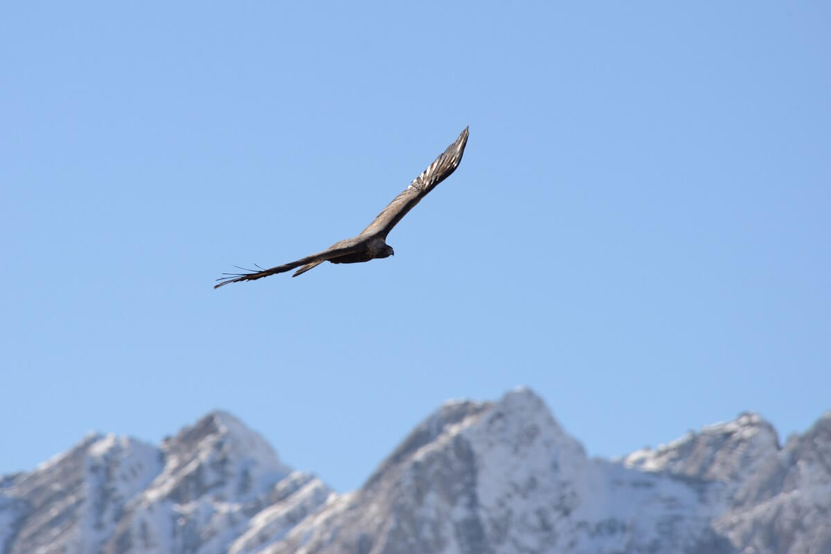 Waldkautz Ein großer Vogel mit ausgebreiteten Flügeln gleitet am Himmel über schneebedeckten Berggipfeln und schafft eine atemberaubende Szene für jede Wanderung oder Naturführung in der hochalpinen Wildnis.