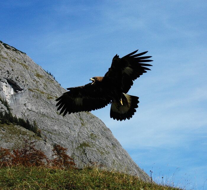 steinadler im flug 4