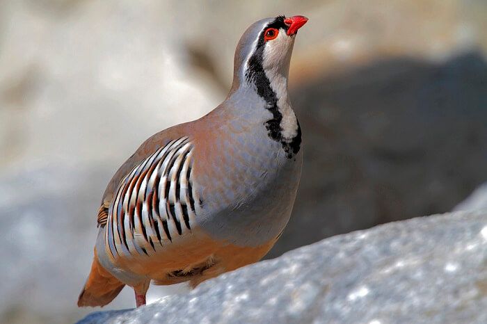 steinhuhn