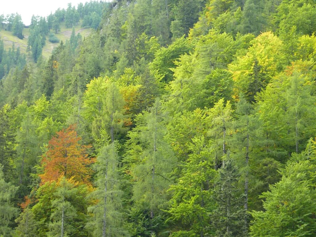 waldreich