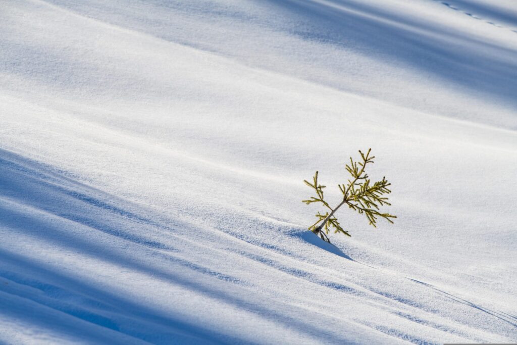 Ein kleines immergrünes Bäumchen, von Natur aus Zerstörer und Beschützer, ragt aus einer ungestörten Schneedecke hervor und wirft einen zarten Schatten auf die verschneite Oberfläche.