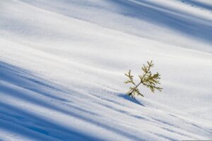 Ein kleines immergrünes Bäumchen, von Natur aus Zerstörer und Beschützer, ragt aus einer ungestörten Schneedecke hervor und wirft einen zarten Schatten auf die verschneite Oberfläche.