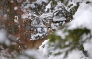winter im karwendel 3