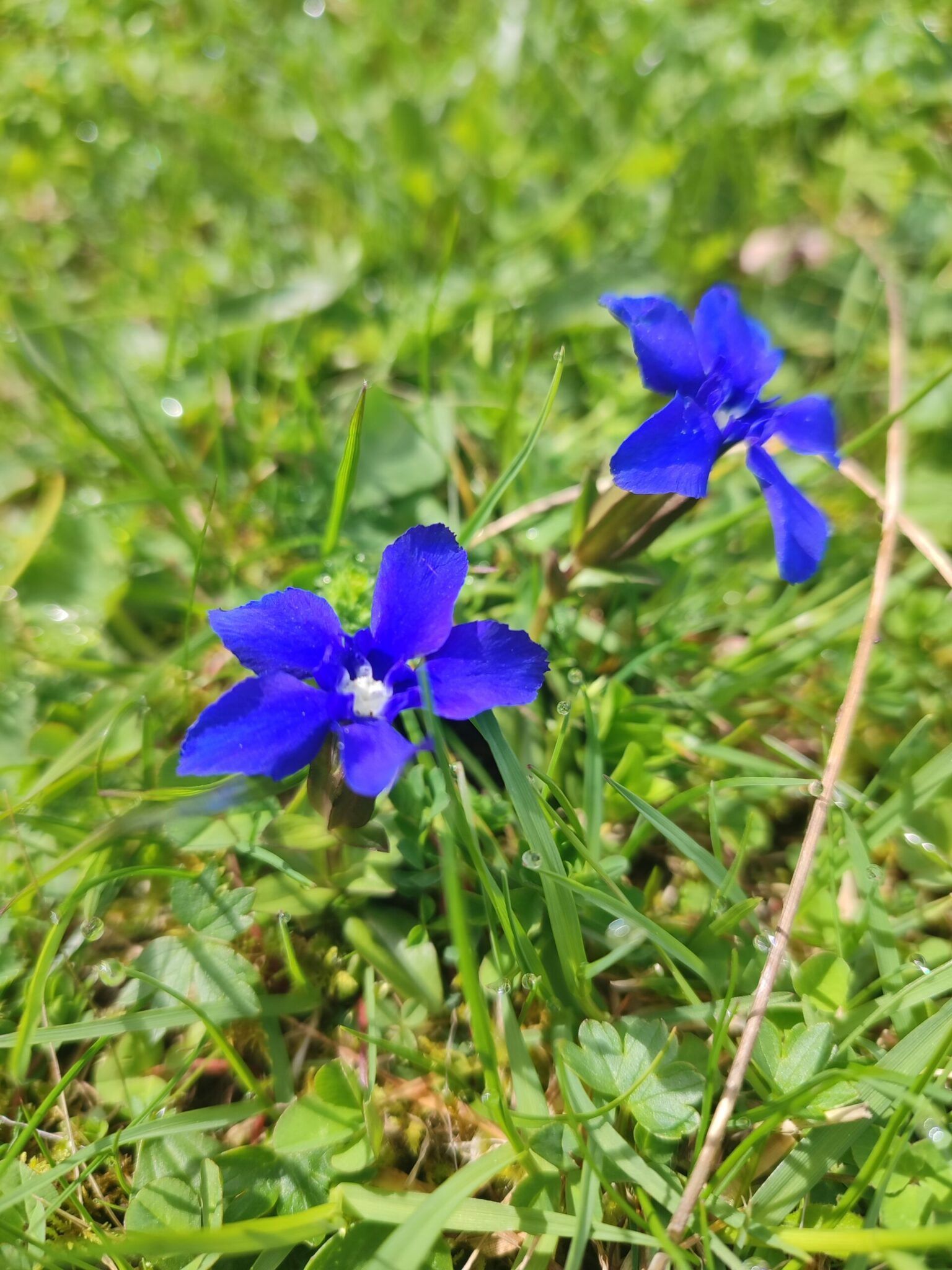 Zwei leuchtend blaue Blumen mit je fünf Blütenblättern blühen inmitten von grünem Gras und Laub in einer sonnenbeschienenen Außenanlage in der Nähe der jüngsten Zaunreparaturen am Ahornboden.