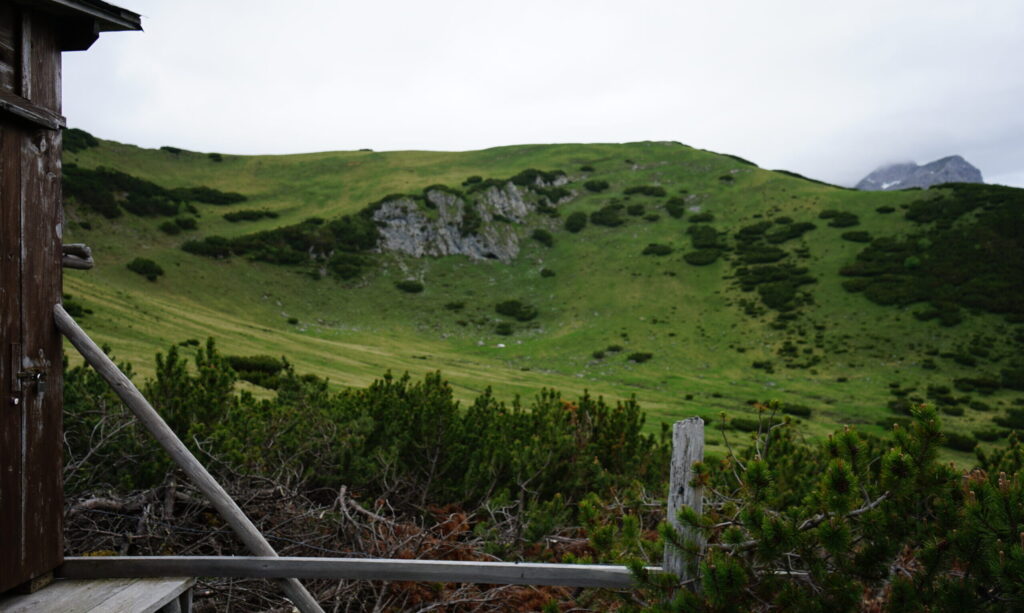 Am Gramai Hochleger kann die Verbuschung der Almen erforscht werden.