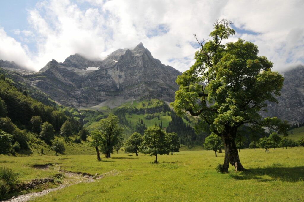 Eine grasbewachsene Wiese mit vereinzelten Bäumen im Vordergrund, im Herzen des Großen Ahornbodens im Rißtal gelegen, mit felsigen, schneebedeckten Bergen und Wolken, die eine atemberaubende, von Nachhaltigkeit inspirierte Kulisse bilden.