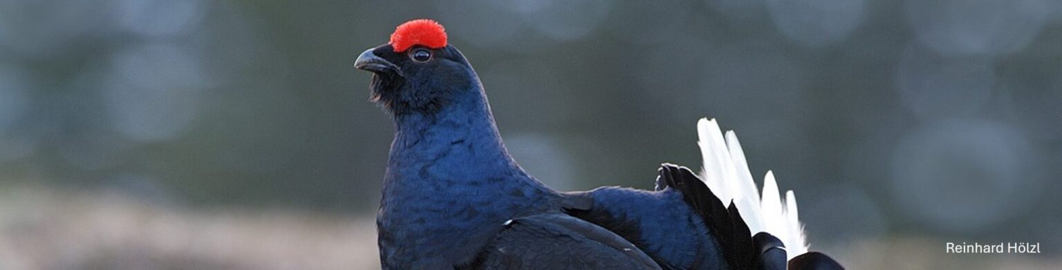 Logo des Landkreises Garmisch-Partenkirchen