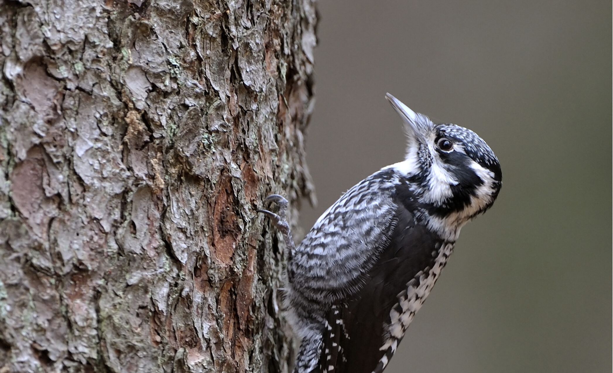 Karte mit geeigneten Habitaten für den Dreizehenspecht im Naturpark Karwendel