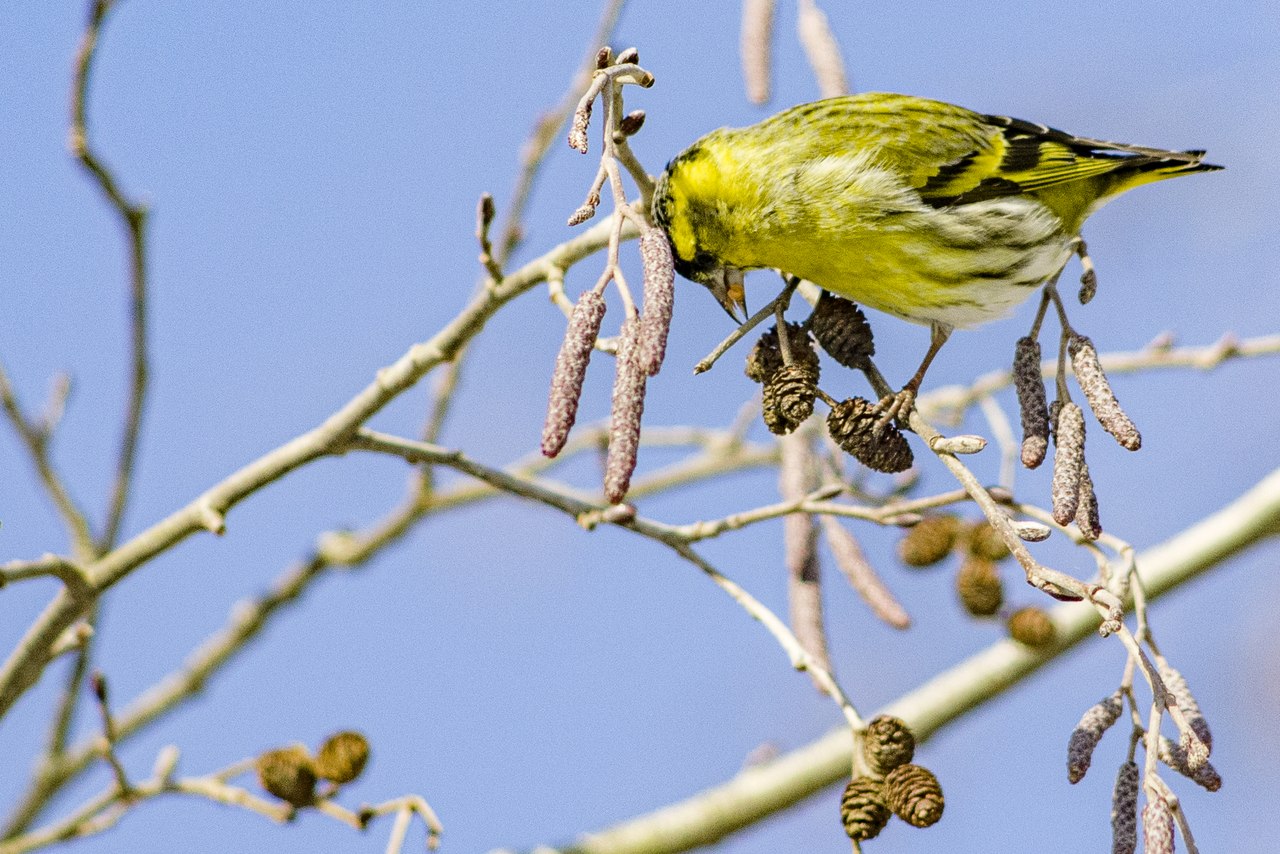 Verbreitungsgebiet Erlenzeisig