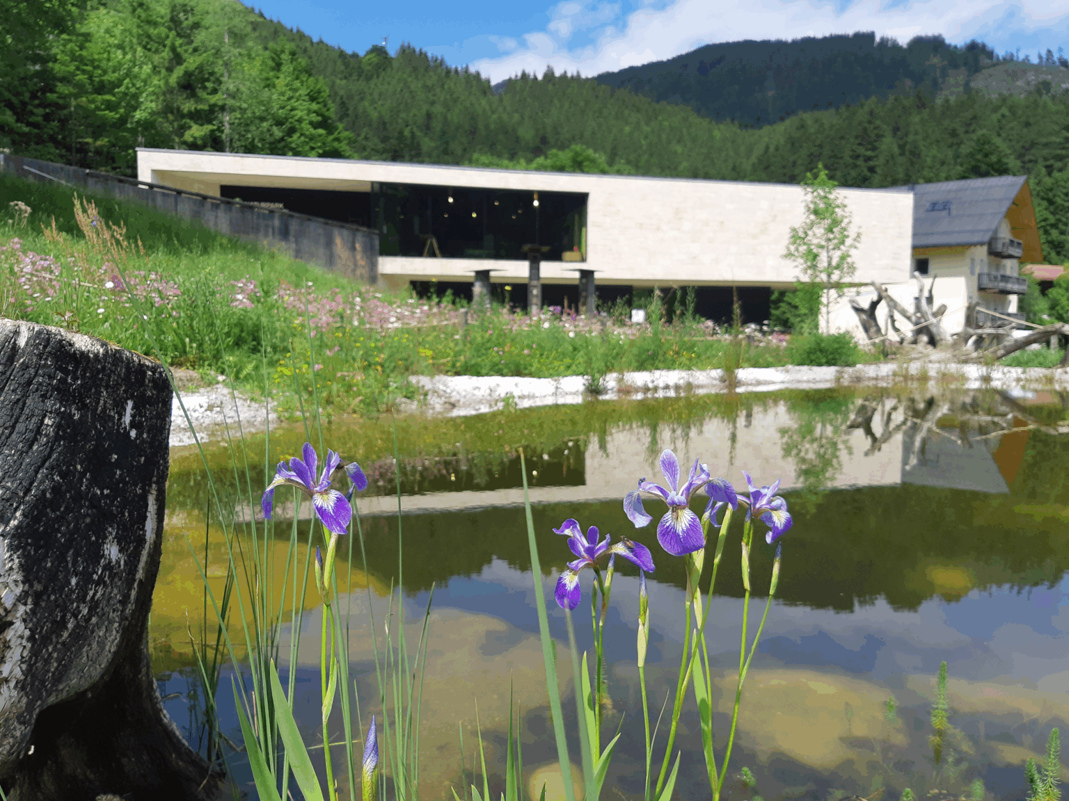 Lila Schwertlilien blühen an einem Teich, mit dem Naturparkhaus Hinterriß und bewaldeten Hügeln im Hintergrund unter einem teilweise bewölkten Himmel.