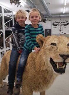 Zwei Junior-Ranger-Kinder in gestreiften Hemden sitzen auf einem großen taxidermischen Löwen in einem Museum, umgeben von Tierexponaten im Hintergrund.