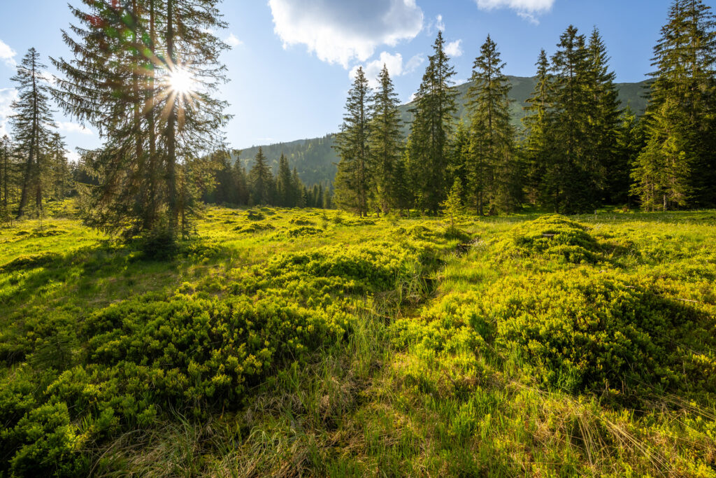 Das Sonnenlicht fällt durch hohe, immergrüne Bäume auf eine grasbewachsene, grüne Wiese, wo Natur- und Artenschutzprojekte dazu beitragen, niedrige Sträucher und entfernte Hügel unter einem teilweise bewölkten Himmel zu erhalten.