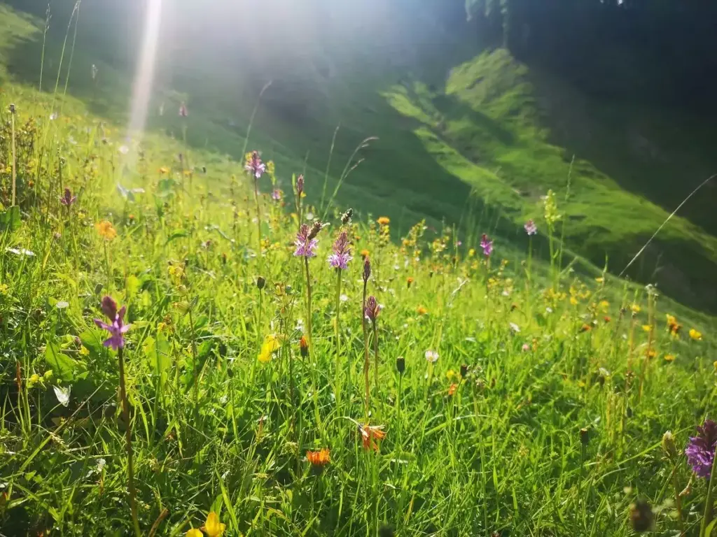 Eine sonnenbeschienene Wiese mit Wildblumen und hohem Gras, vor einem grünen Hügel und schattigem Gelände im Hintergrund - eine ideale Kulisse für Natur- und Artenschutzprojekte.