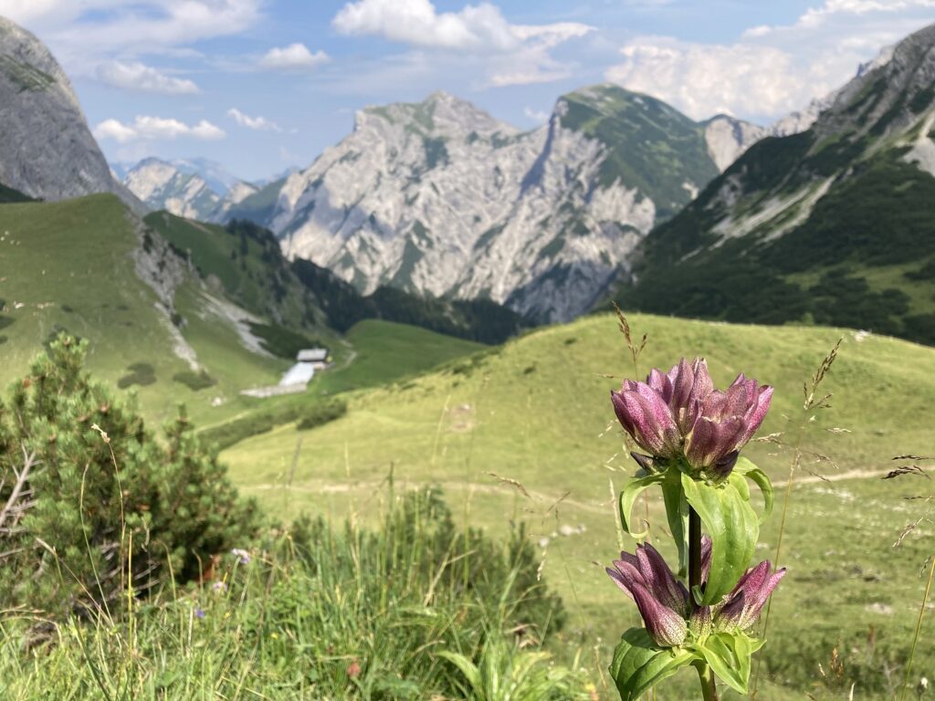 Nahaufnahme einer violetten Wildblume im Vordergrund mit grünen Hügeln und felsigen Bergen im Hintergrund unter einem teilweise bewölkten Himmel, der an die Schönheit erinnert, die in der aktuellen Forschung zur Alpenflora erforscht wurde.